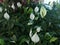 Spathiphyllum wallisii, commonly known asÂ peace lily,Â white sails,Â spathe flower, cobra plant